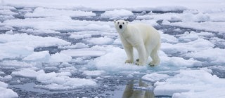 Eisbär