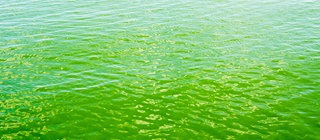 Algenblüte