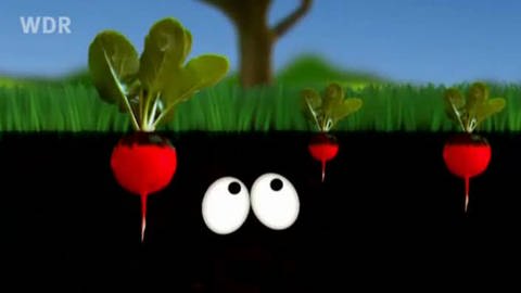 Ausschnitt aus dem Trickfilm: Unter der Erde sieht man zwei Augen und drei Radieschenwurzeln