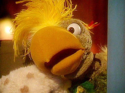 Paul, der Papagei (Foto: SWR - Screenshot aus der Sendung)