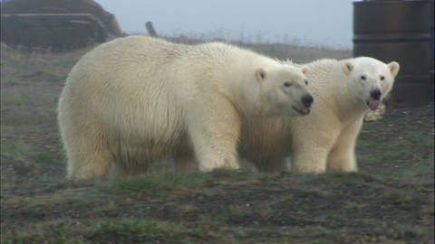 zwei Polarbären (Foto: SWR - Screenshot aus der Sendung)