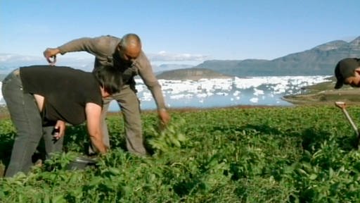 Männer arbeiten im Kartoffelfeld; im Hintergrund: Wasser mit Eisschollen (Foto: SWR –Screenshot aus der Sendung)