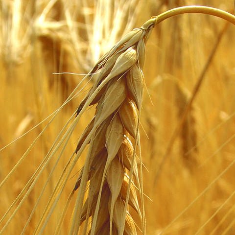 Eine Getreideähre in Nahaufnahme (Foto: Ingo Anstötz / pixelio.de)