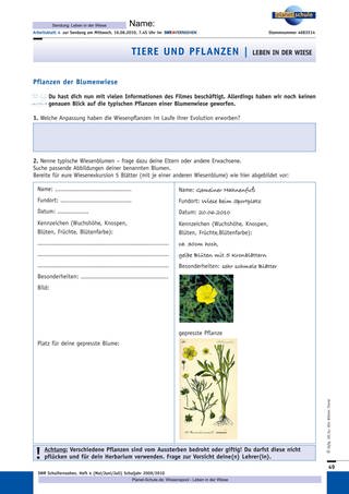 Arbeitsblatt 4: Pflanzen der Blumenwiese (Foto: )