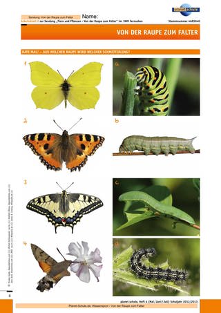 Arbeitsblatt 2: Aus welcher Raupe wird welcher Schmetterling? (Foto: )
