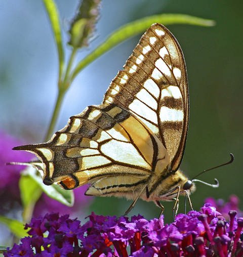 Nahaufnahme eines Schmetterlings. (Foto: Pilsterl, Pixelio.de)