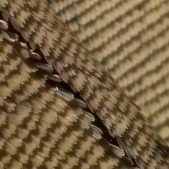 Schuppen eines Schmetterlings-Flügels als Makroaufnahme. (Foto: SWR – Screenshot aus der Sendung)