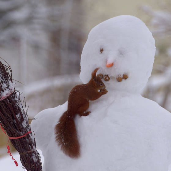 Eichhörnchen sitzt auf Schneemann und sammelt Walnüsse. (Foto: SWR – Screenshot aus der Sendung)
