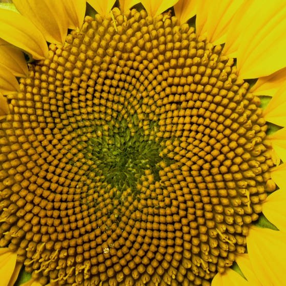 Nahaufnahme Sonnenblume. (Foto: SWR – Screenshot aus der Sendung)