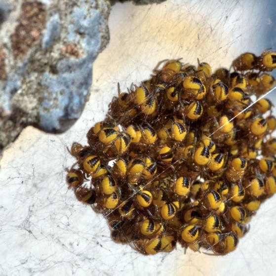 Hunderte junge Wespenspinnen hängen  kugelförmig zusammen. (Foto: Colourbox.com, compuinfoto)