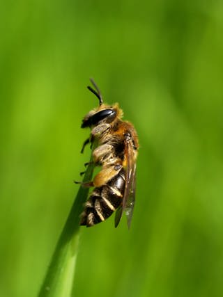 Biene an einem Pflanzenstängel (Foto: colourbox.​com)