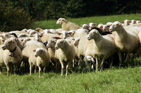 Eine Herde Schafe auf einer Wiese (Foto: colourbox.​com)