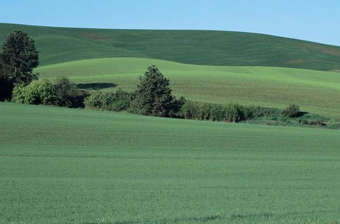 Grüne Felder getrennt von einer Feldhecke (Foto: Tom Brakefield/Thinkstock)