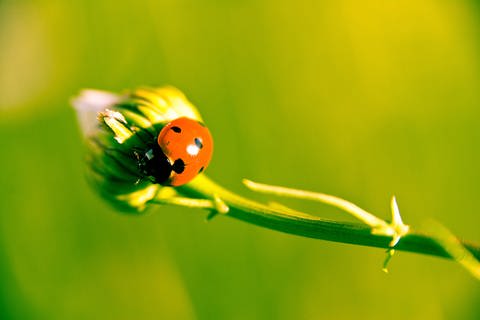 Ein Marienkäfer auf der Unterseite einer Blütenknospe (Foto: Jupiterimages/Thinkstock)