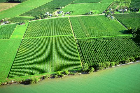 Luftbild von großen rechteckigen Feldern (Foto: Jupiterimages/Thinkstock)