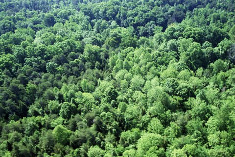 Luftaufnahme eines Waldes mit dichtem Kronendach (Foto: Jupiterimages/Thinkstock)