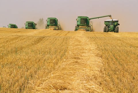 Mehrere Erntemaschinen bei der Arbeit auf einem Weizenfeld (Foto: Jupiterimages/Thinkstock)