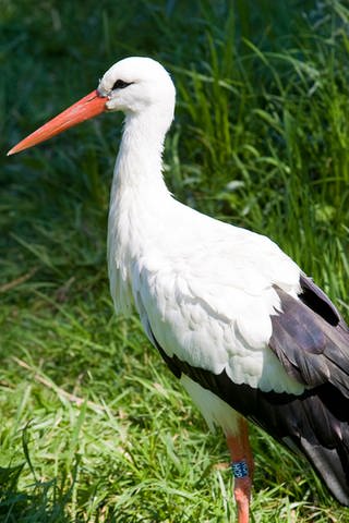Ein Storch auf der Wiese (Foto: colourbox.​com)