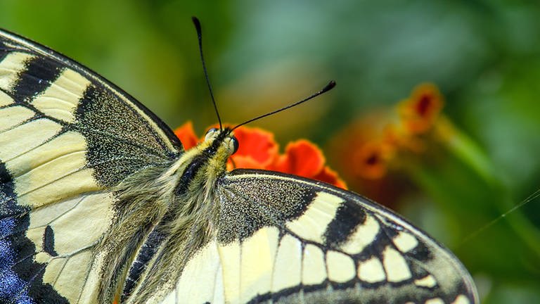 Bannerbild Schmetterling und Blume (Quelle: coulorbox.com)