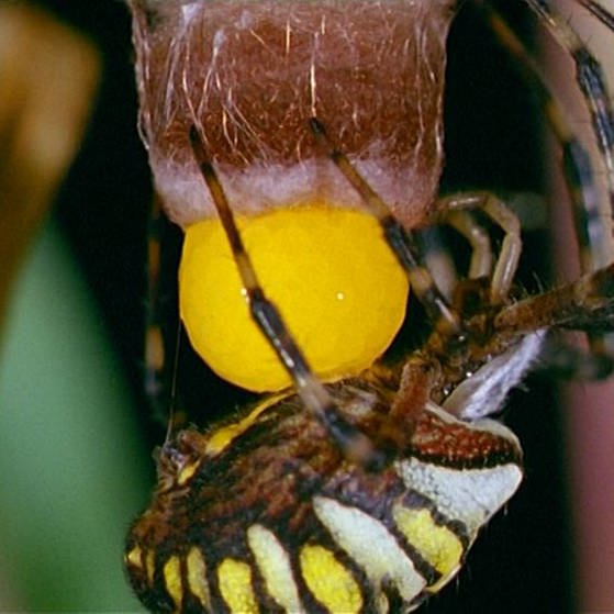 Wespenspinne hängt unter ihrem Kokon. (Foto: SWR – Screenshot aus der Sendung)