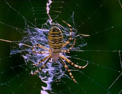 Wespenspinne hängt kopfüber im Netz, das unter ihr  als Zickzack gewebt ist. (Foto: SWR – Screenshot aus der Sendung)