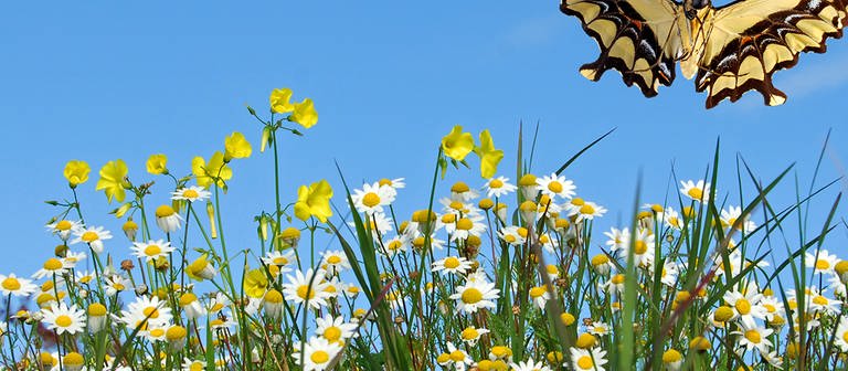 Ein Büschel weißer und gelber Blumen, von denen gerade ein Schmetterling wegfliegt. (Foto: coulorbox)