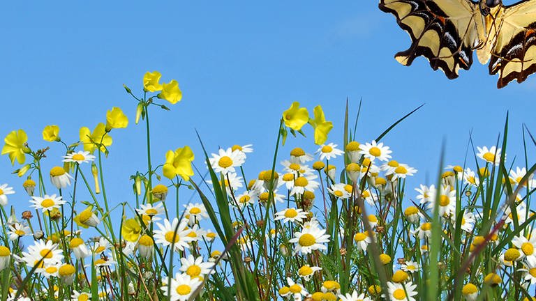Ein Büschel weißer und gelber Blumen, von denen gerade ein Schmetterling wegfliegt. (Foto: coulorbox)