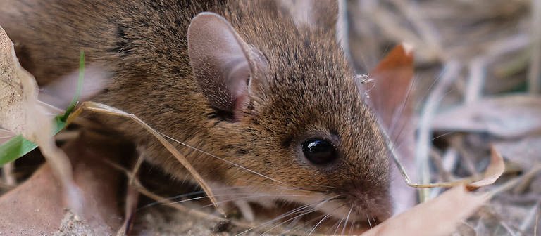 Eine Maus auf einem mit Blättern bedeckten Boden in Nahaufnahme. (Foto: Imago/Lars Reimann)