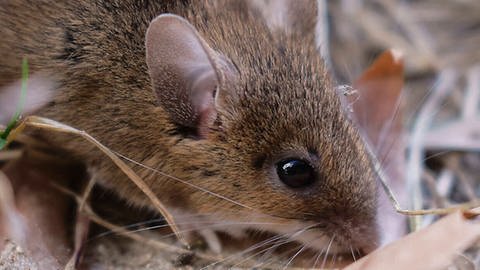 Eine Maus auf einem mit Blättern bedeckten Boden in Nahaufnahme. (Foto: Imago/Lars Reimann)