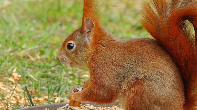 Ein rotes Eichhörnchen auf einer Wiese. (Foto: Imago/imagebroker)
