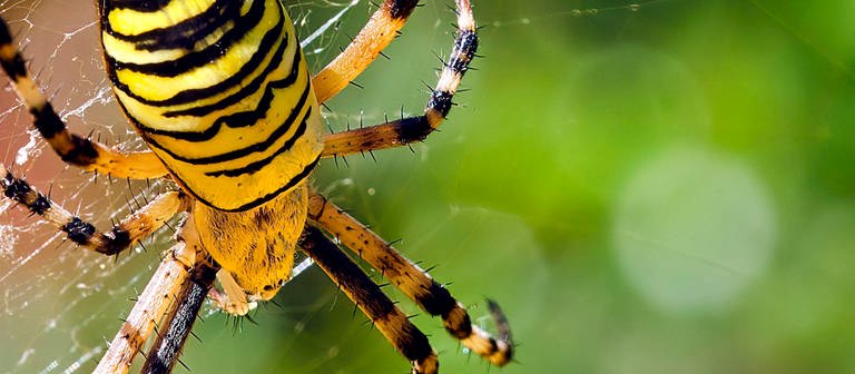 Eine Wespenspinne in Nahaufnahme auf ihrem Netz (Foto: Imago/STAR-MEDIA)