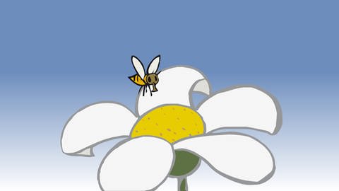 In der Animation zur Nahrungskette in Feld und Flur fliegt eine Biene eine Margerite an, um Nektar zu saugen. (Foto: SWR / Screenshot aus Animation)
