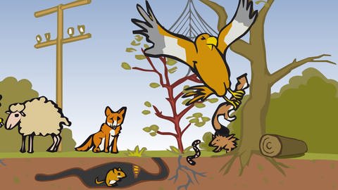 In der Animation zur Nahrungskette in Feld und Flur schnappt sich ein Rotmilan ein Hermelin. Weitere Tiere, die Teil dieses Ökosystems sind, sind ebenfalls zu sehen. (Foto: SWR / Screenshot aus Animation)