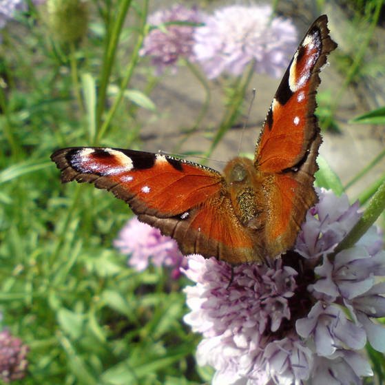 Schmetterling (Foto: Jörg Siebauer, Pixelio.de)