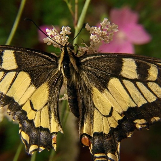 Schwalbenschwanz auf Blüte. (Foto: SWR – Screenshot aus der Sendung)