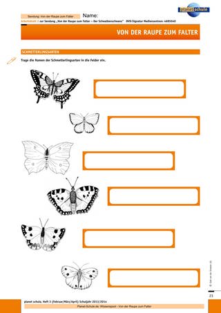 Arbeitsblatt 2: Schmetterlingsarten