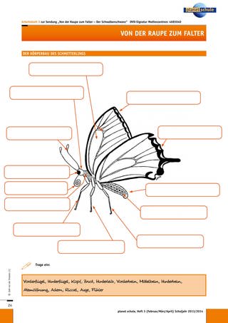 Arbeitsblatt 3: Der Körperbau des Schmetterlings