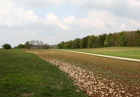 Ein zum Teil mit Kalksteinen bedecktes Feld