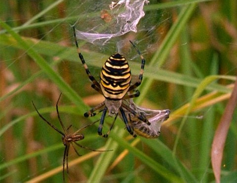 Wespenspinne im netz mit Beute. (Foto: SWR - Screenshot aus der Sendung)