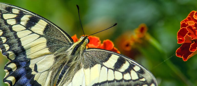 Ein Schmetterling sitzt mit ausgebreiteten Flügeln auf einer orangenen Blume.
