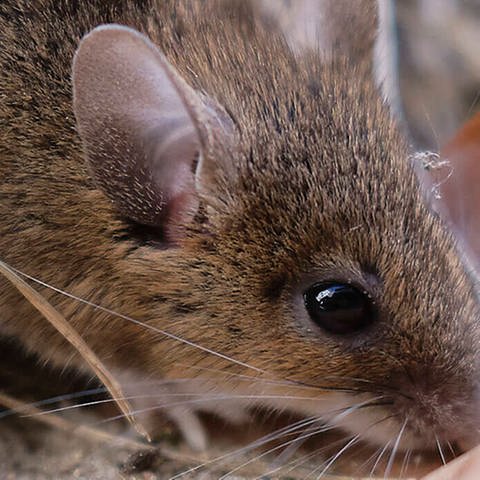 Eine Maus auf einem mit Blättern bedeckten Boden in Nahaufnahme.