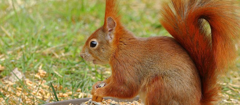 Ein rotes Eichhörnchen auf einer Wiese. (Foto: Imago/imagebroker)