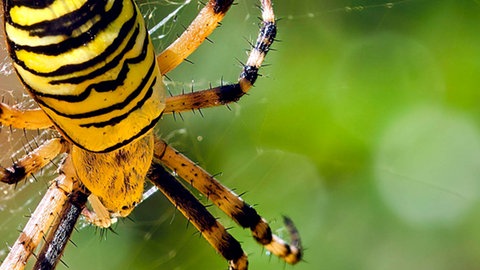 Eine Wespenspinne in Nahaufnahme auf ihrem Netz