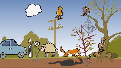 In der Animation zur Nahrungskette in Feld und Flur wird eine Maus von einem Fuchs gefressen. Weitere Tiere, die Teil dieses Ökosystems sind, sind ebenfalls zu sehen.
