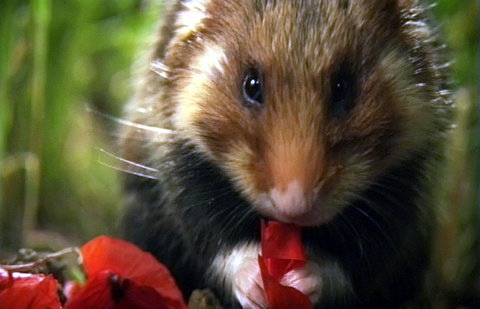 Ein Feldhamster frisst an einem Blütenblatt