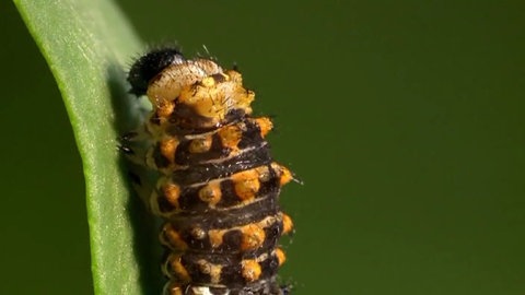 Raupe