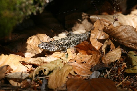 Eine Mauereidechse auf trockenem Laub