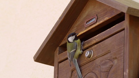 Meise sitzt vor Briefkastenschlitz.