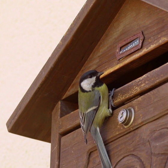 Meise sitzt vor Briefkastenschlitz.