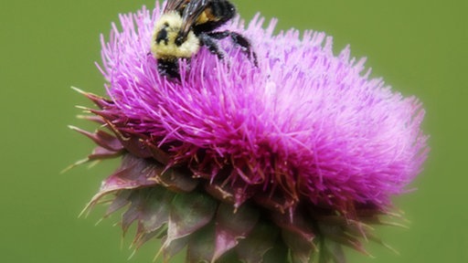 Hummel, Distelblüte